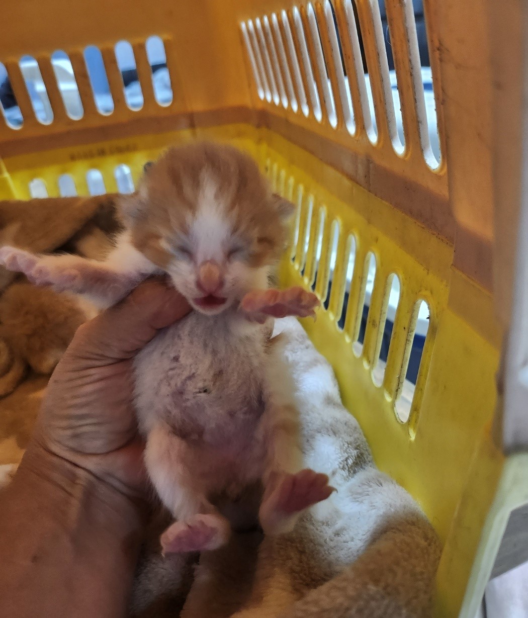 울산유기동물보호센터_431373202301092